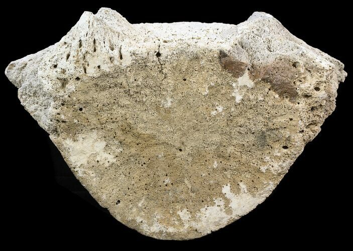 Fossil Whale Vertebrae - Yorktown Formation #50852
